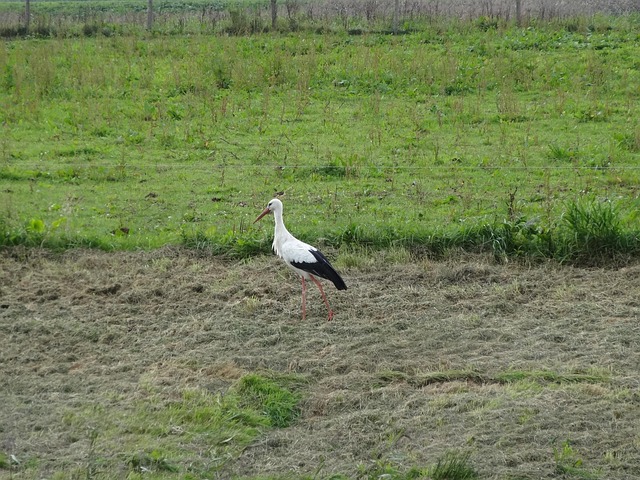 Overijssel
