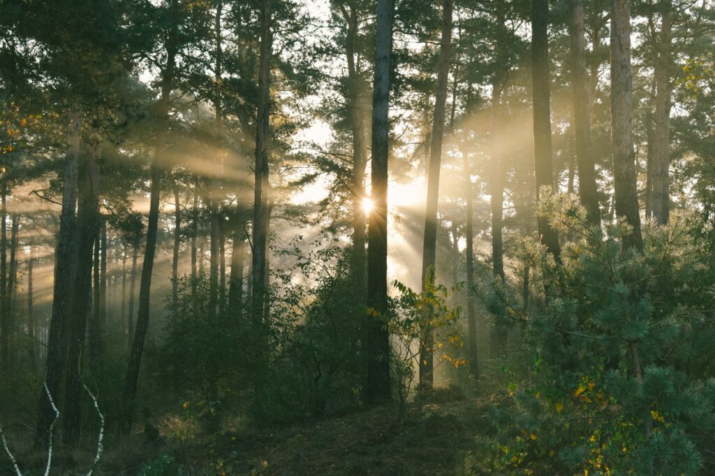 luxe vakantiehuisje Veluwe